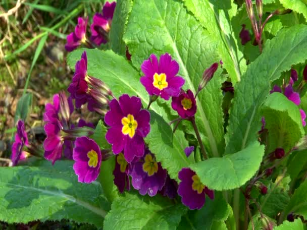 Garden flowers — Stock Video