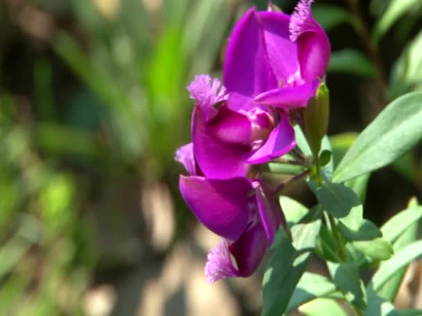 Garden flowers — Stock Video