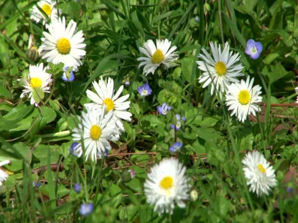 Gartenblumen — Stockvideo