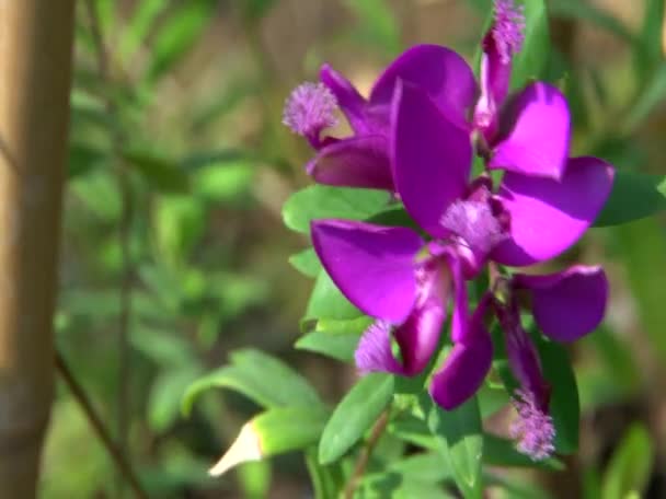 Квіти садові — стокове відео