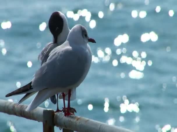 Meeuwen verplaatsen Marine Boone — Stockvideo