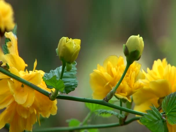 Flores do jardim — Vídeo de Stock