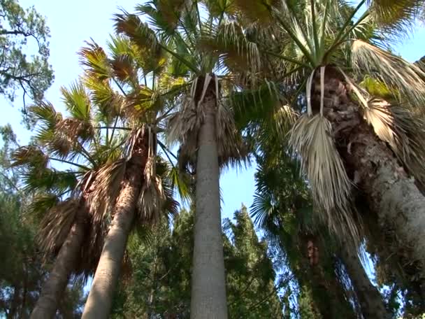 Royal palms on the waterfront — Stock Video