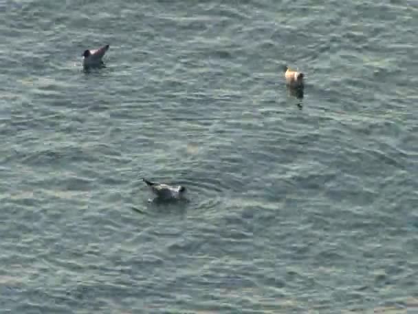 Les mouettes se déplacent Marine Boone — Video