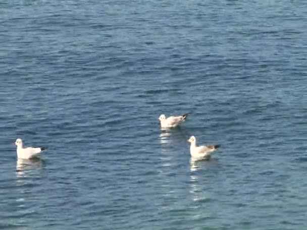 Meeuwen verplaatsen Marine Boone — Stockvideo