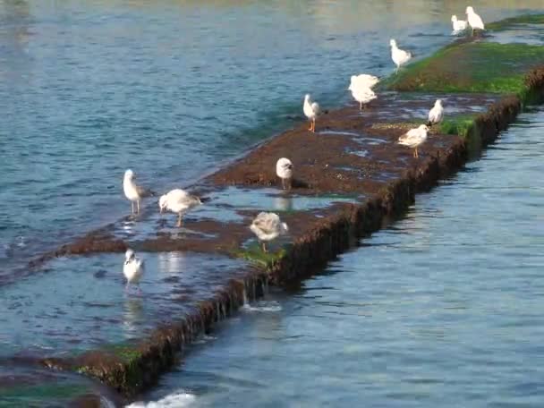 海鸥移动海洋布恩 — 图库视频影像