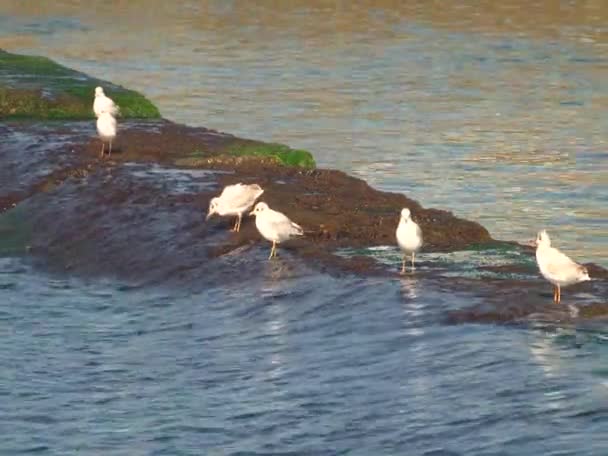Seagulls move Marine Boone — Stock Video