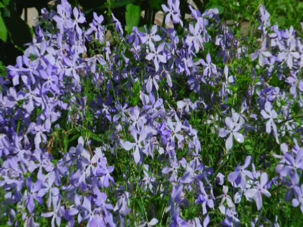 Fleurs de jardin 