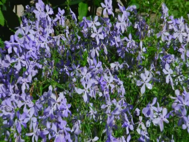 Flores do jardim — Vídeo de Stock