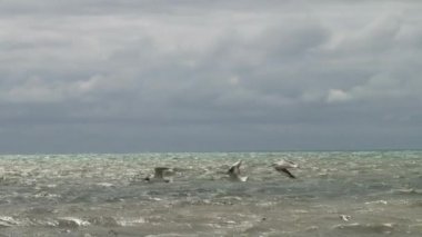 Karadeniz bir fırtınada uçan martılar