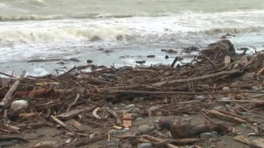 Dalgalar kıyıya ağaç gövdelerinin dalları Karadeniz'de bir fırtınada yıkanmış ve