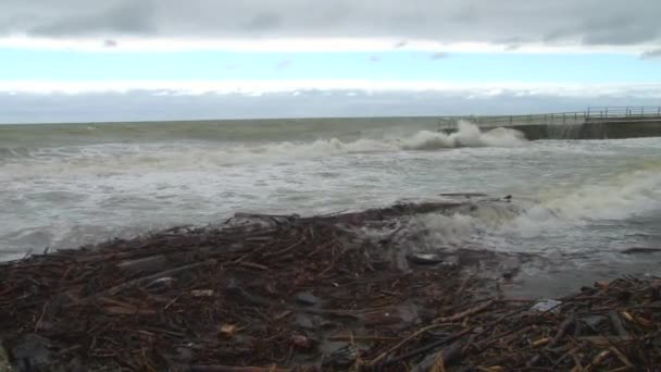 Волны выбросило на берег стволы деревьев и ветви в шторм в Черном море — стоковое видео