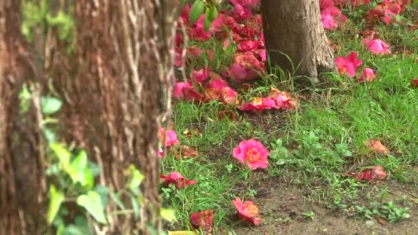 The wind shakes the leaves of camellia blooming flowers that fall to the ground and lay down carpet — Stock Video