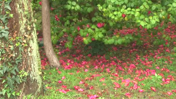 Wiatr trzęsie z liści camellia kwitnących kwiatów, które spadają na ziemię i ustanowić dywan — Wideo stockowe