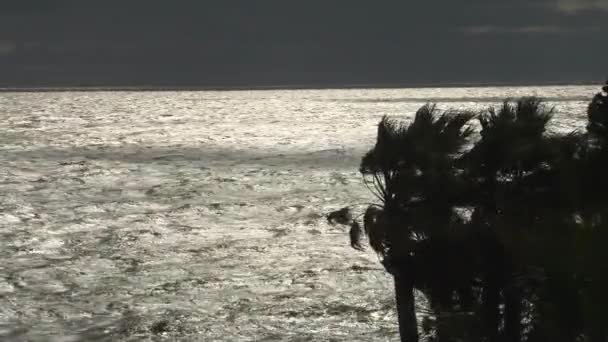 Vientos huracanados balanceando palmeras contra un fondo de olas de plata durante una tormenta — Vídeo de stock