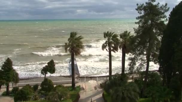 Orkanen vinden susar bladen av palmer längs strandpromenaden under en storm — Stockvideo