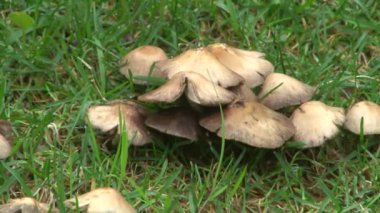 Doğa Kuzey Osetya-Alanya Kurtat gorges kez