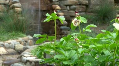 Japon Bahçe Botanik Bahçesi içinde üzerinde Panorama