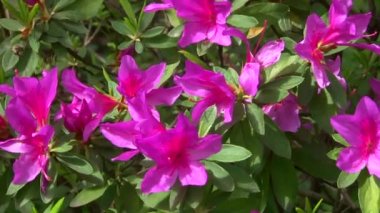 Çiçek açan açelya çalıların Botanik Bahçesi