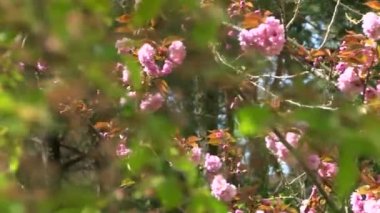 Japon kiraz çiçekli çalılar Botanik Bahçesi içinde
