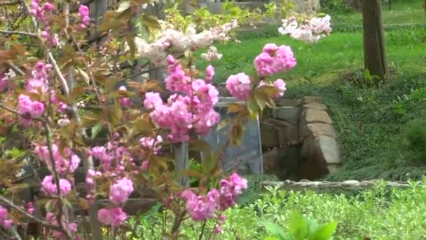 Japanese cherry flowering shrubs in the arboretum — Stock Video