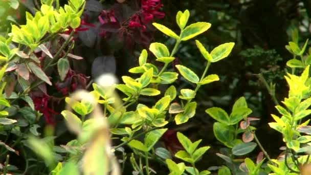 Arboretum cu flori de primăvară — Videoclip de stoc