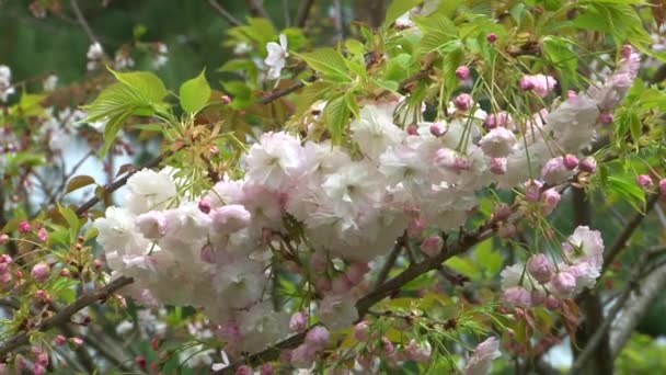 Bloeiende Japanse kers struiken in het arboretum — Stockvideo