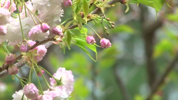 Arbustos floridos de cereja japoneses no arboreto — Vídeo de Stock