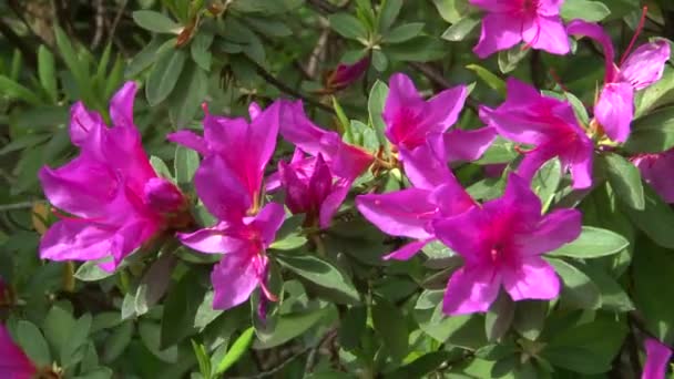 Blommande azalea buskar i arboretum — Stockvideo