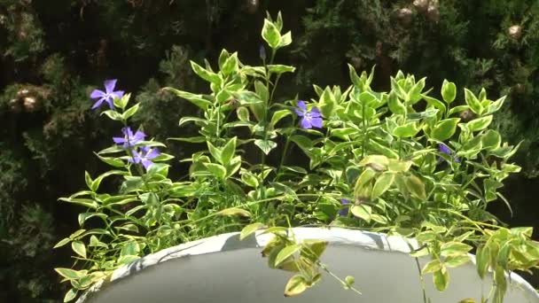 Весенний цветущий дендрарий — стоковое видео