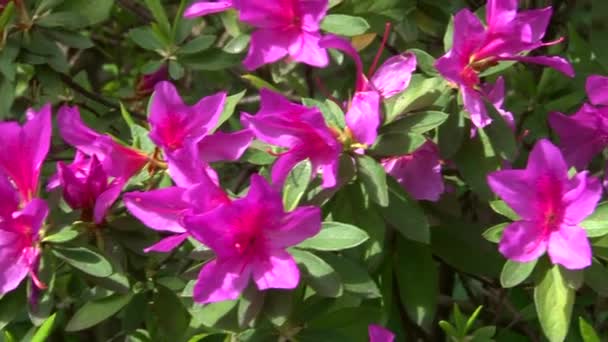 Blommande azalea buskar i arboretum — Stockvideo