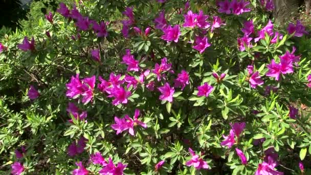 Blommande azalea buskar i arboretum — Stockvideo