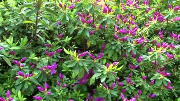 Blommande azalea buskar i arboretum — Stockvideo