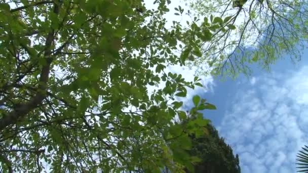 Panorama do céu azul com nuvens brancas através da coroa de árvores — Vídeo de Stock