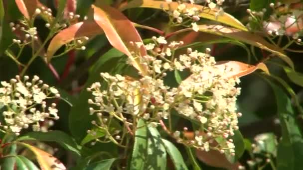 Arboreto de floração de primavera — Vídeo de Stock