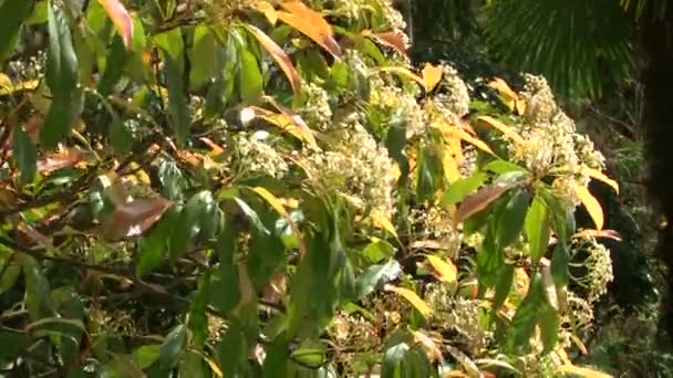 Πανοραμική θέα πάνω από το ιαπωνικό κήπο στο ο δενδρολογικός κήπος — Αρχείο Βίντεο