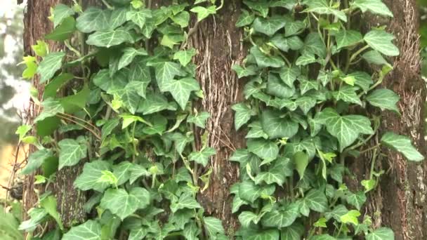 Ivy leaves growing on the trunk of palm trees are moving in the wind, — Stock Video