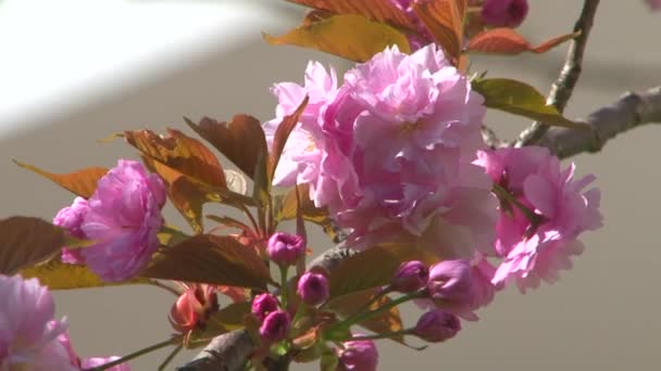 आर्बोरेटममध्ये जपानी चेरी फुलांचा झुडूप — स्टॉक व्हिडिओ