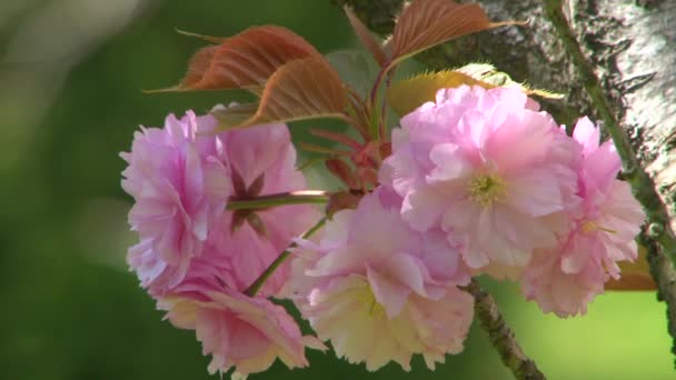 Japonská třešeň kvetoucí keříky v arboretu — Stock video