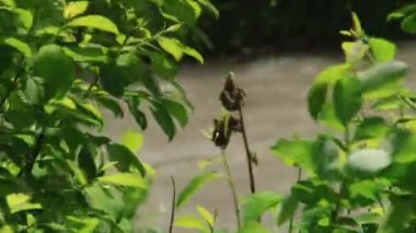 Doğa ve manzara dağlık gorges