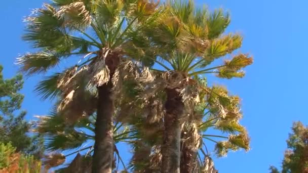 Spring storm on the seaside promenade of the resort city of Sochi — Stock Video