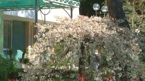 Arboreto de floração de primavera — Vídeo de Stock