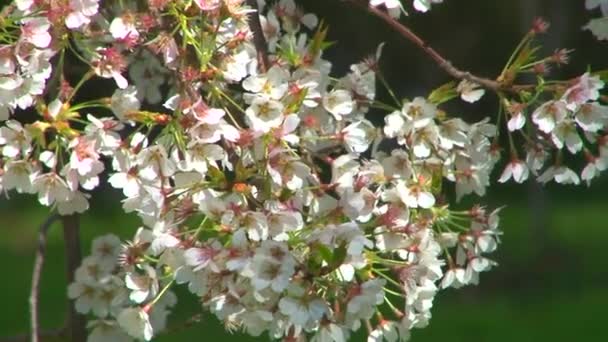 Våren blommande arboretum — Stockvideo