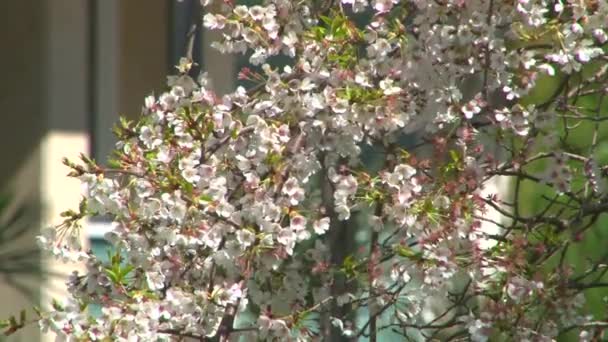 Arboreto de floração de primavera — Vídeo de Stock