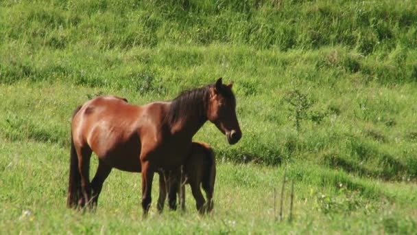 Un caballo con un potro en los prados alpinos de la Cordillera Principal del Cáucaso en Osetia del Norte-Alania — Vídeo de stock