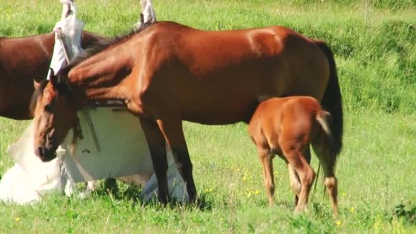 A horse with a foal in alpine meadows of the Main Caucasus Range in North Ossetia-Alania — Stock Video