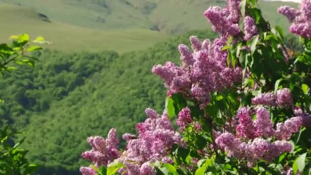 Natur und Landschaften Gebirgsschluchten — Stockvideo