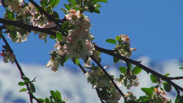 Natuur en landschap bergachtige kloven — Stockvideo