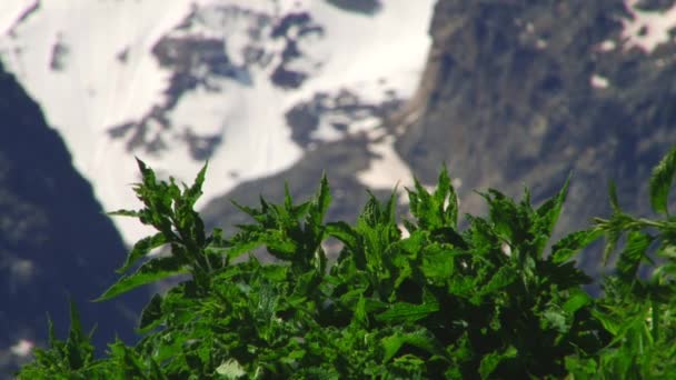 Doğa ve manzara dağlık gorges — Stok video