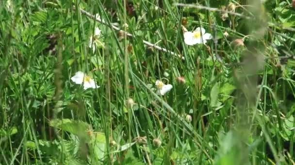 Nature et paysages gorges montagneuses 